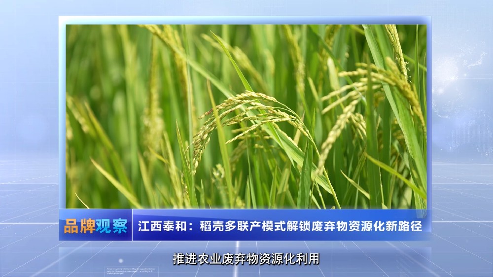 【品牌观察】江西泰和：稻壳多联产模式解锁废弃物资源化新路径